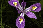 Oregon Iris, Iris tenax